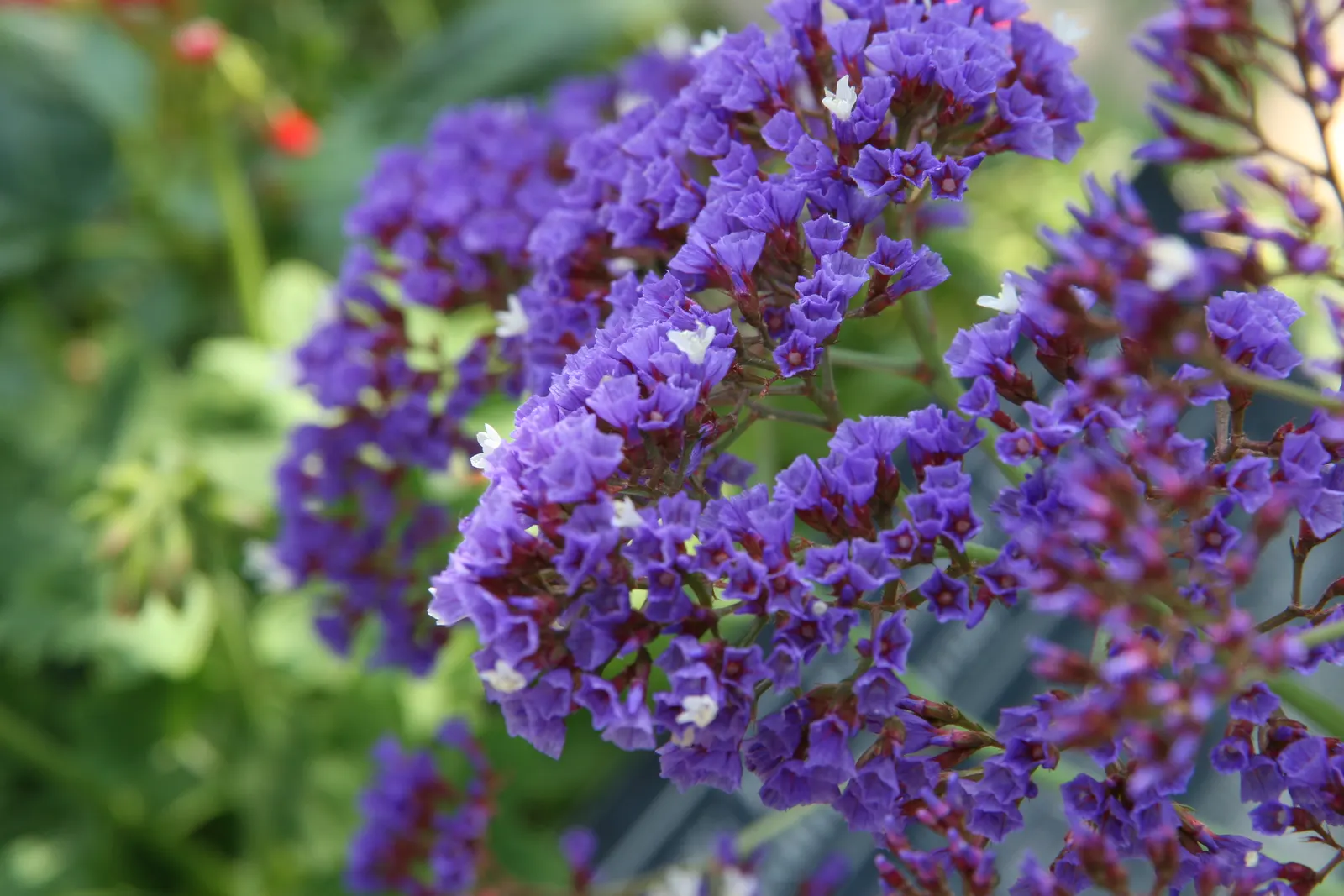 Sea Lavender (Limonium Perezii) — ensures a burst of color with minimal upkeep; tolerant of salt and drought, it's ideal for coastal landscapes
