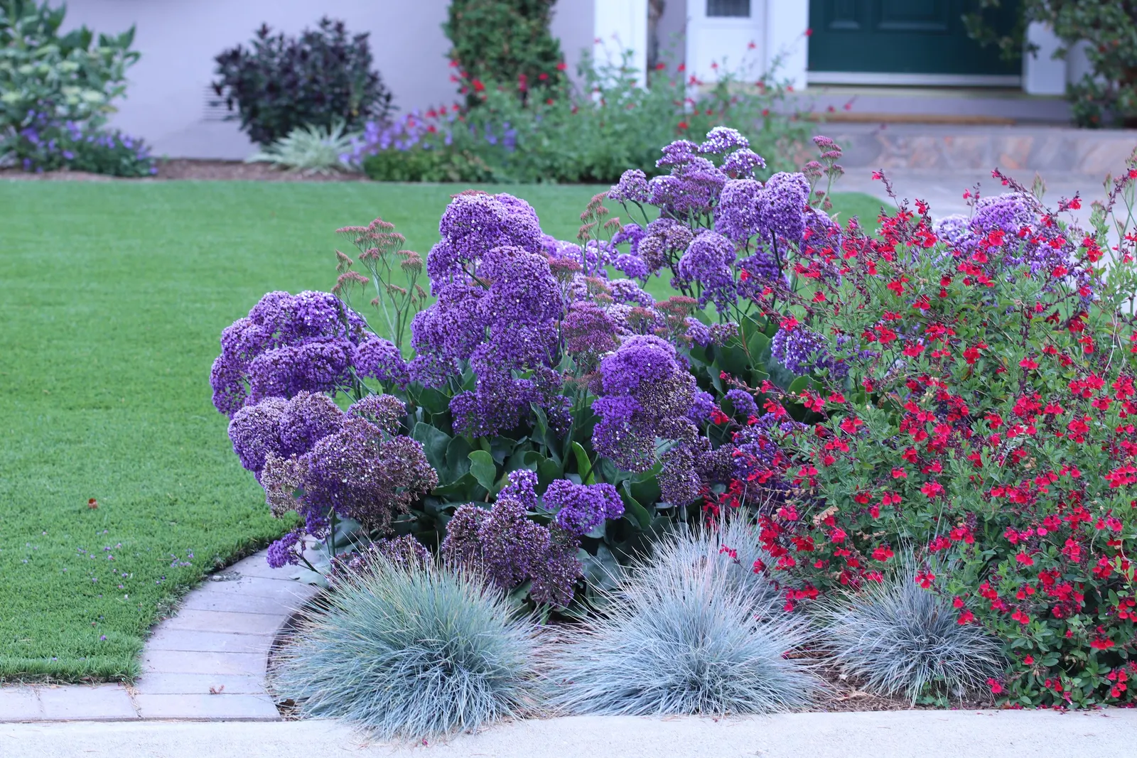 Sea Lavender (Limonium Perezii) — with a spread of 2-3 feet; prized for its striking blooms and resilience in coastal conditions