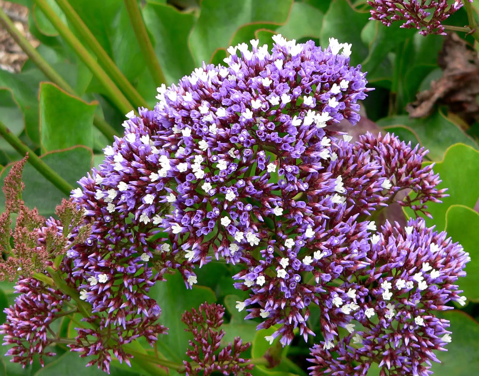 Sea Lavender (Limonium Perezii) — after which minimal maintenance is necessary; sea Lavender thrives in USDA hardiness zones 8 through 11 and flourishes best