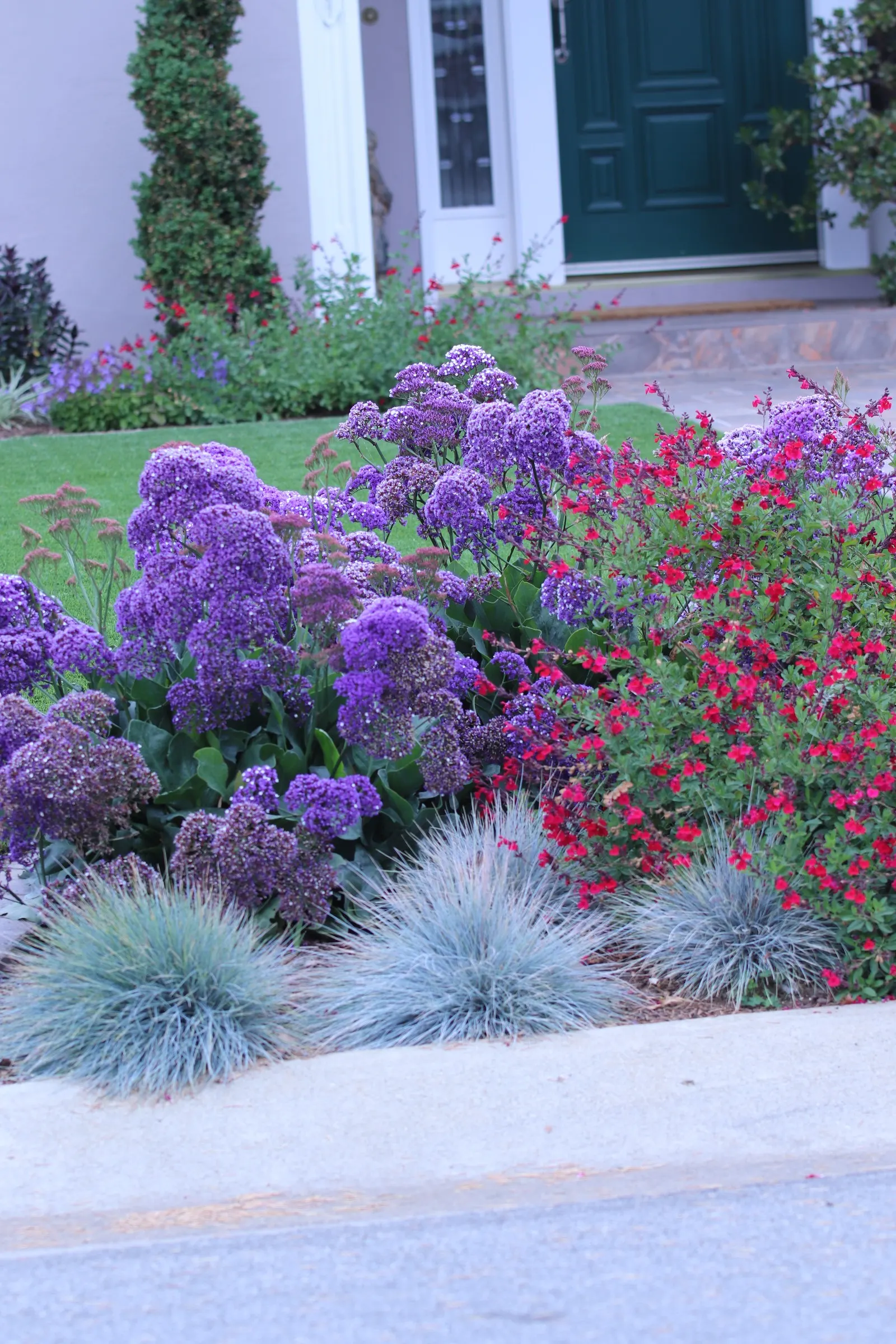 Sea Lavender (Limonium Perezii) — requiring at least 6 hours of direct light per day; such as bees and butterflies, image 158