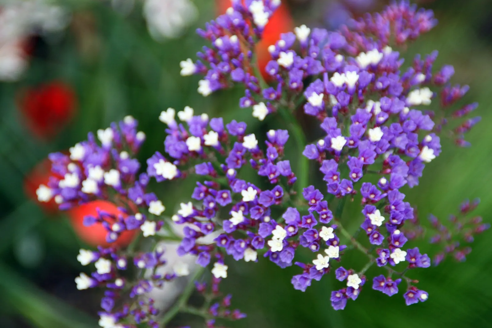 Sea Lavender (Limonium Perezii) — purple flowers in the garden