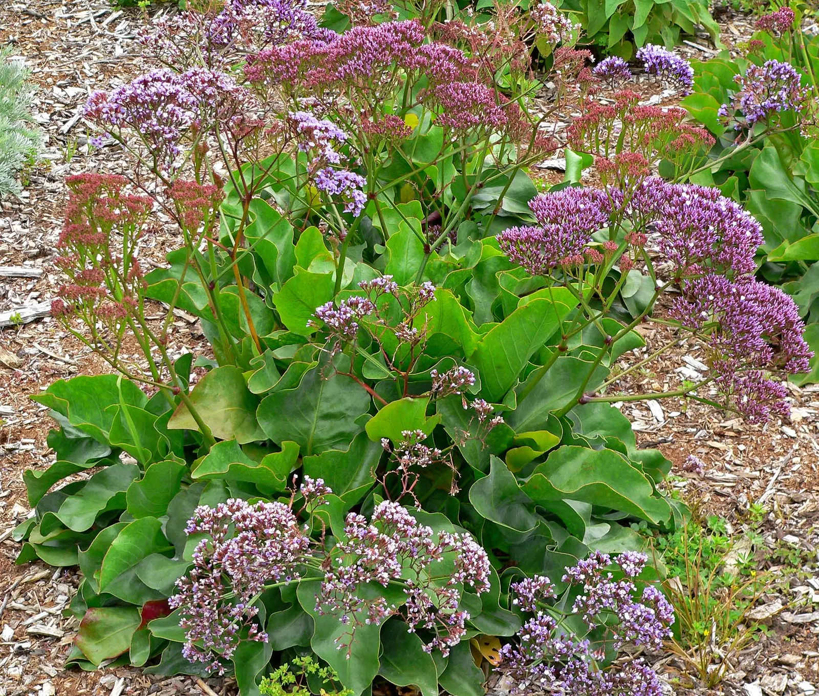 Sea Lavender (Limonium Perezii) — ensures a burst of color with minimal upkeep; tolerant of salt and drought, it's ideal for coastal landscapes, image 140