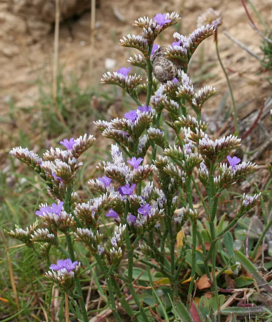Sea Lavender (Limonium Perezii) — These vibrant panicles add a pop of color to any design and attract a variety of pollinators; make it perfect for, image 94