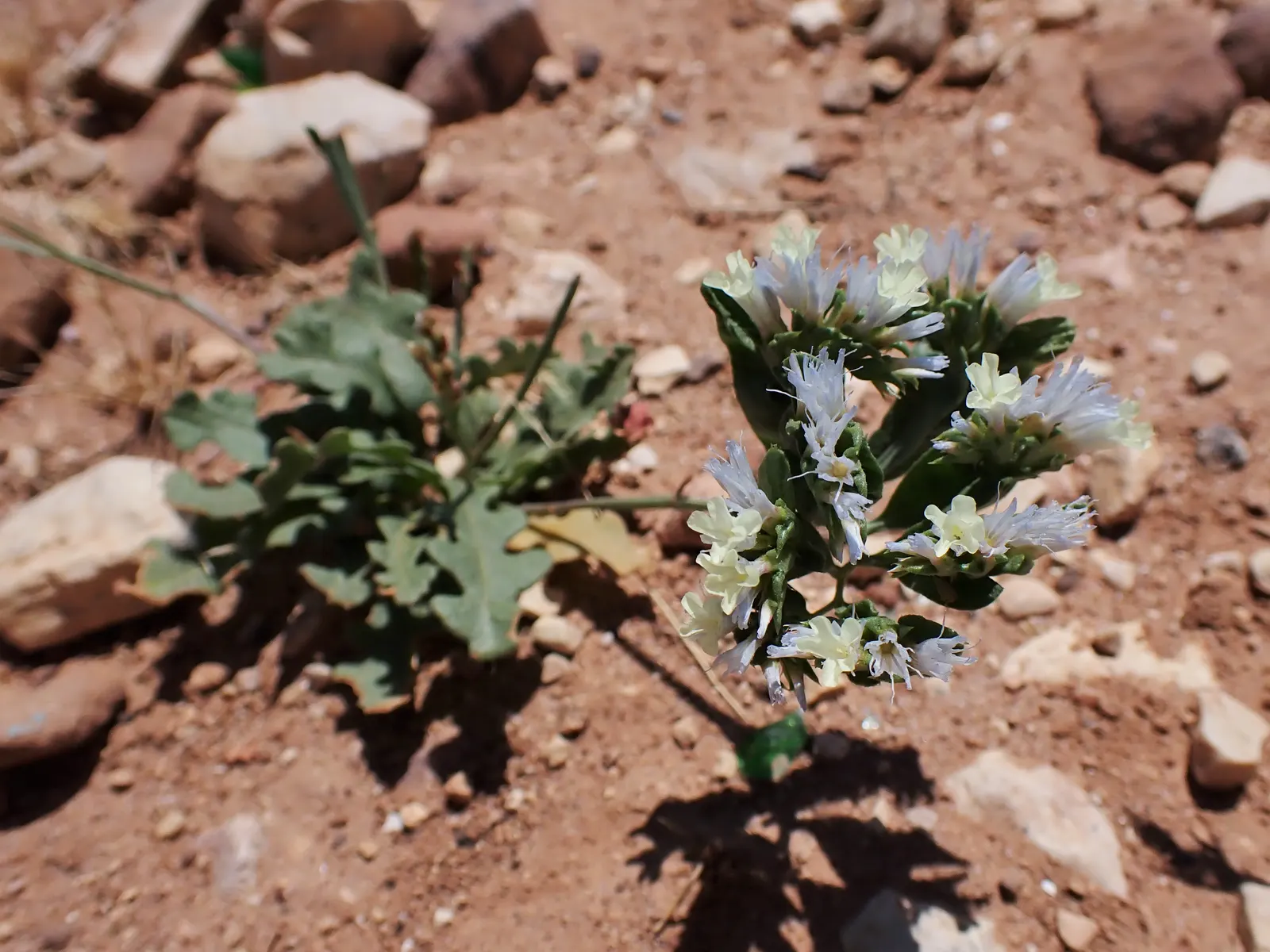 Sea Lavender (Limonium Perezii) — Title: Limonium perezii (Sea Lavender)<br><br>Description:<br><br>Limonium perezii; providing a compact yet full, image 116