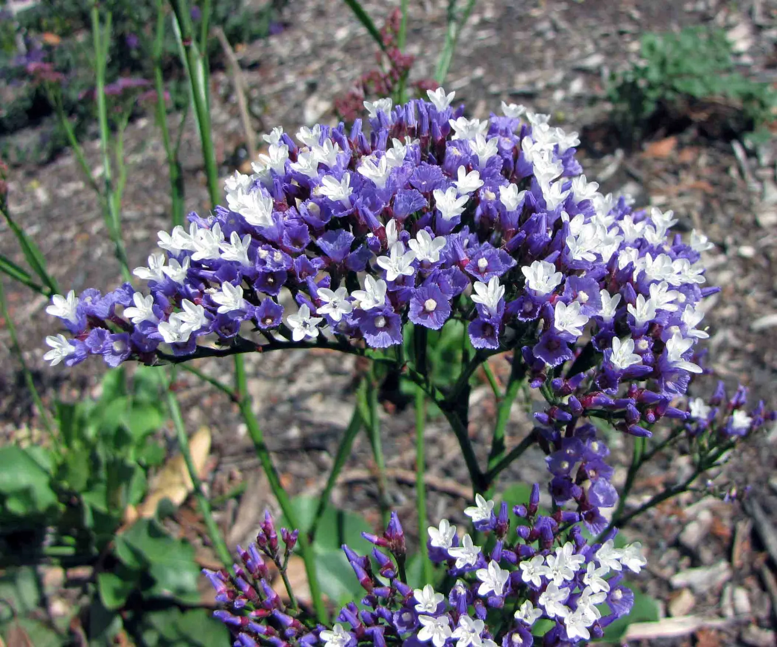 Sea Lavender (Limonium Perezii) — is a robust and versatile perennial; or as part of a drought-tolerant scheme