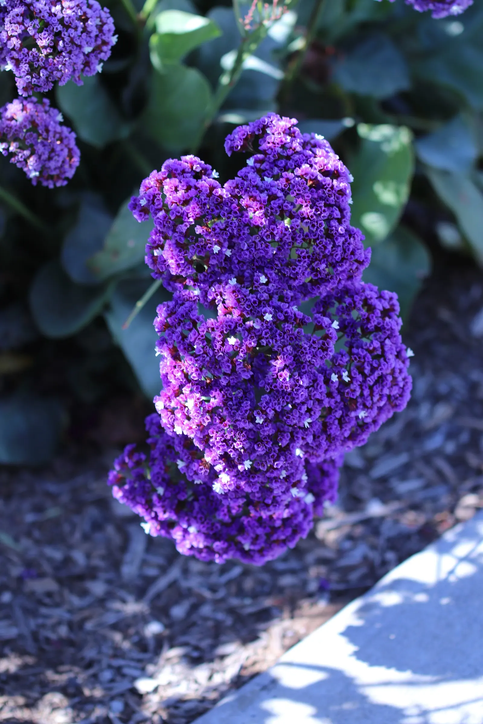 Sea Lavender (Limonium Perezii) — make it perfect for cut flower arrangements and border plantings; is a robust and versatile perennial