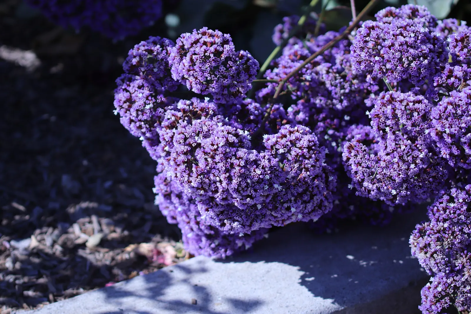 Sea Lavender (Limonium Perezii) — commonly known as Sea Lavender; enhancing the biodiversity of the landscape.<br><br>Adapted to arid environments