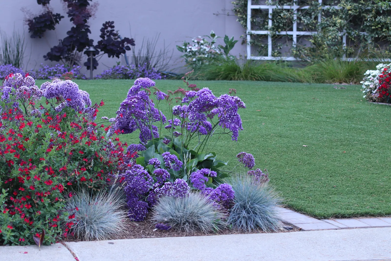 Sea Lavender (Limonium Perezii) — perennial / shrub with purple blooms