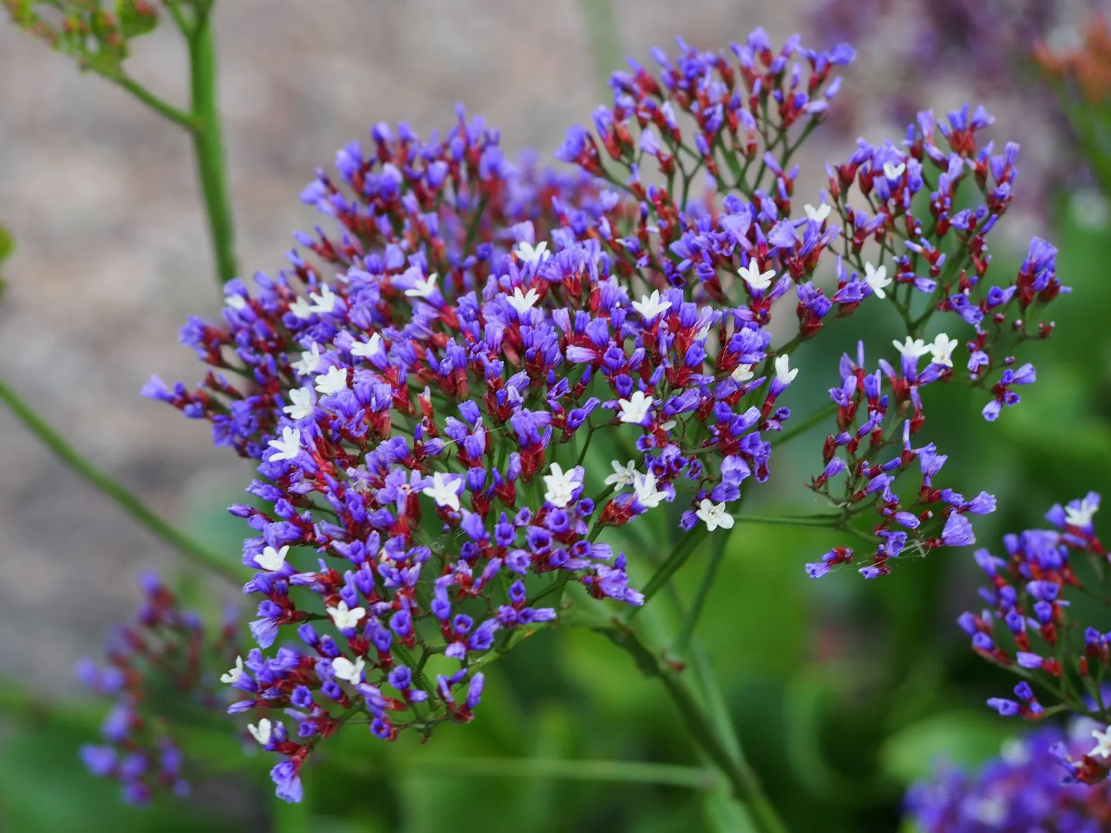Sea Lavender (Limonium Perezii) — Its evergreen foliage provides year-round interest; spoon-shaped green leaves, image 111
