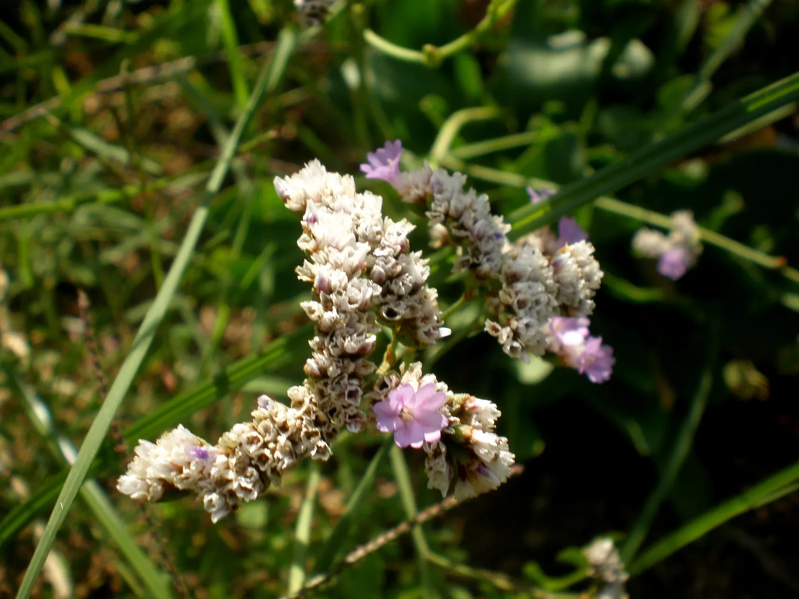 Sea Lavender (Limonium Perezii) — Its low maintenance and long-lasting blooms; its evergreen foliage provides year-round interest, image 150
