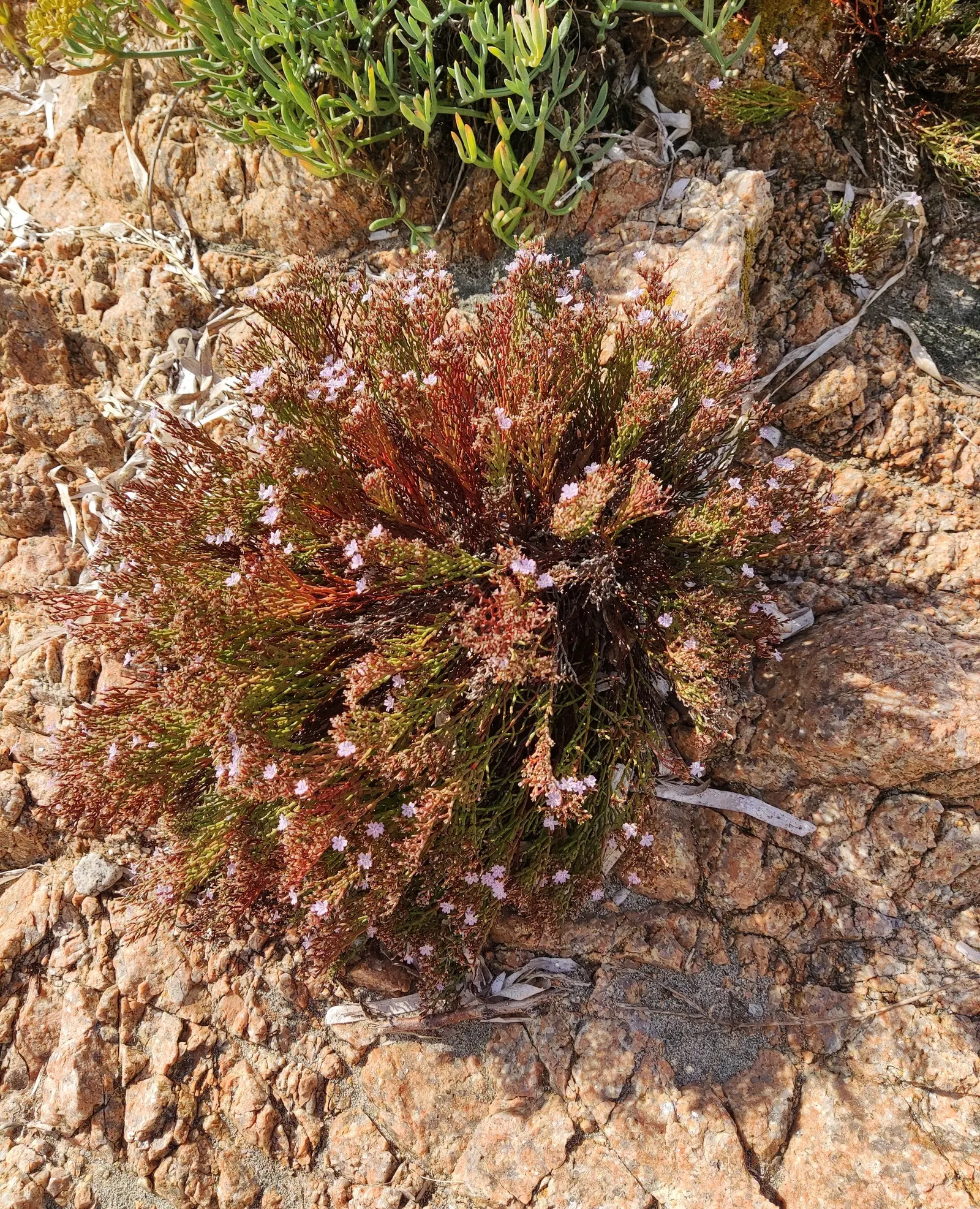 Sea Lavender (Limonium Perezii) — prized for its striking blooms and resilience in coastal conditions