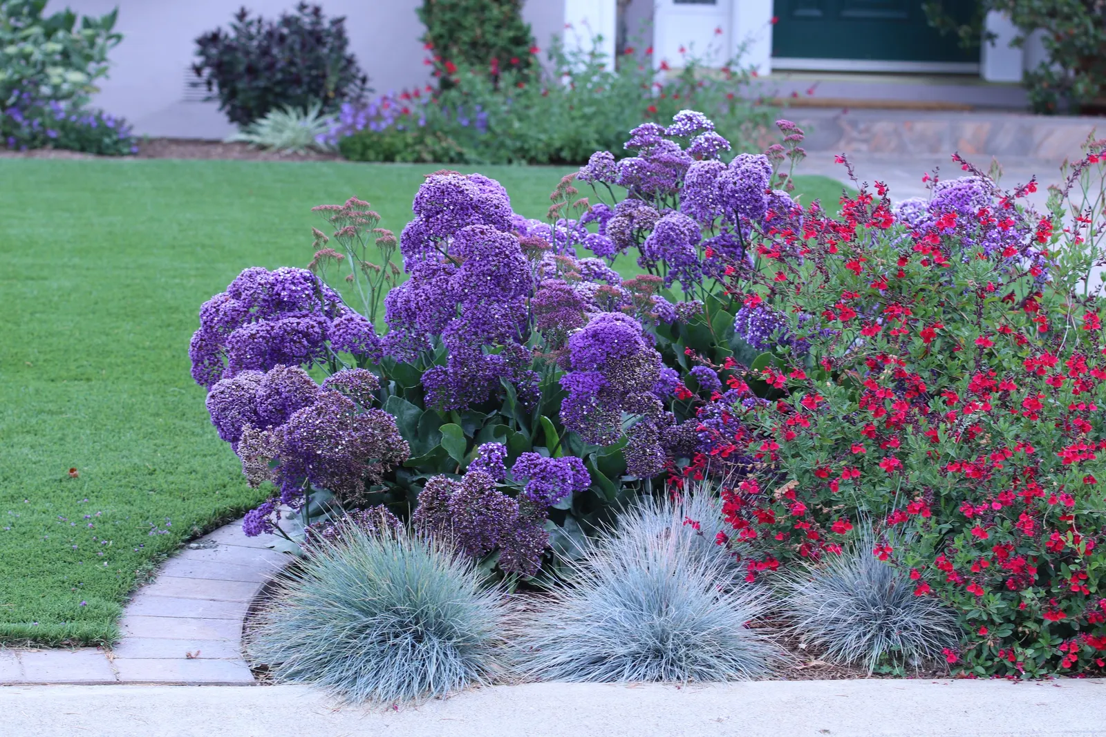 Sea Lavender (Limonium Perezii) — or as part of a drought-tolerant scheme; purple flowers in the garden, image 139