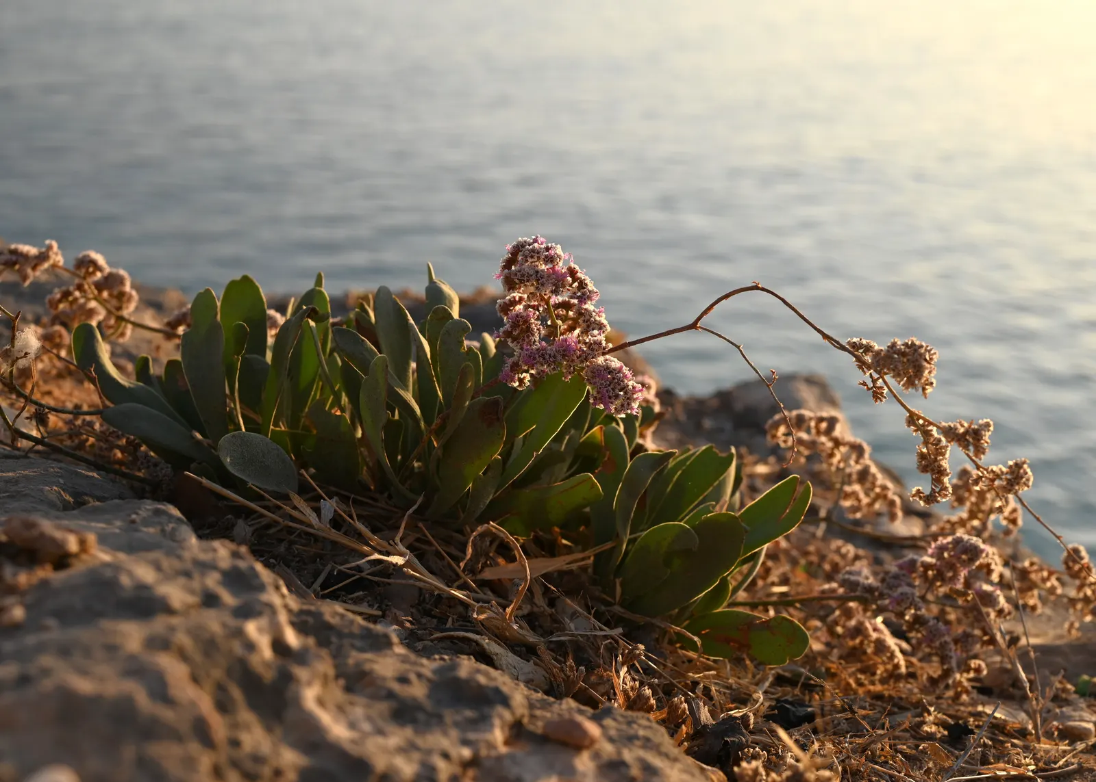 Sea Lavender (Limonium Perezii) — One notable benefit is its resistance to both deer and salt spray; each stem is crowned by clusters of tiny violet to purple