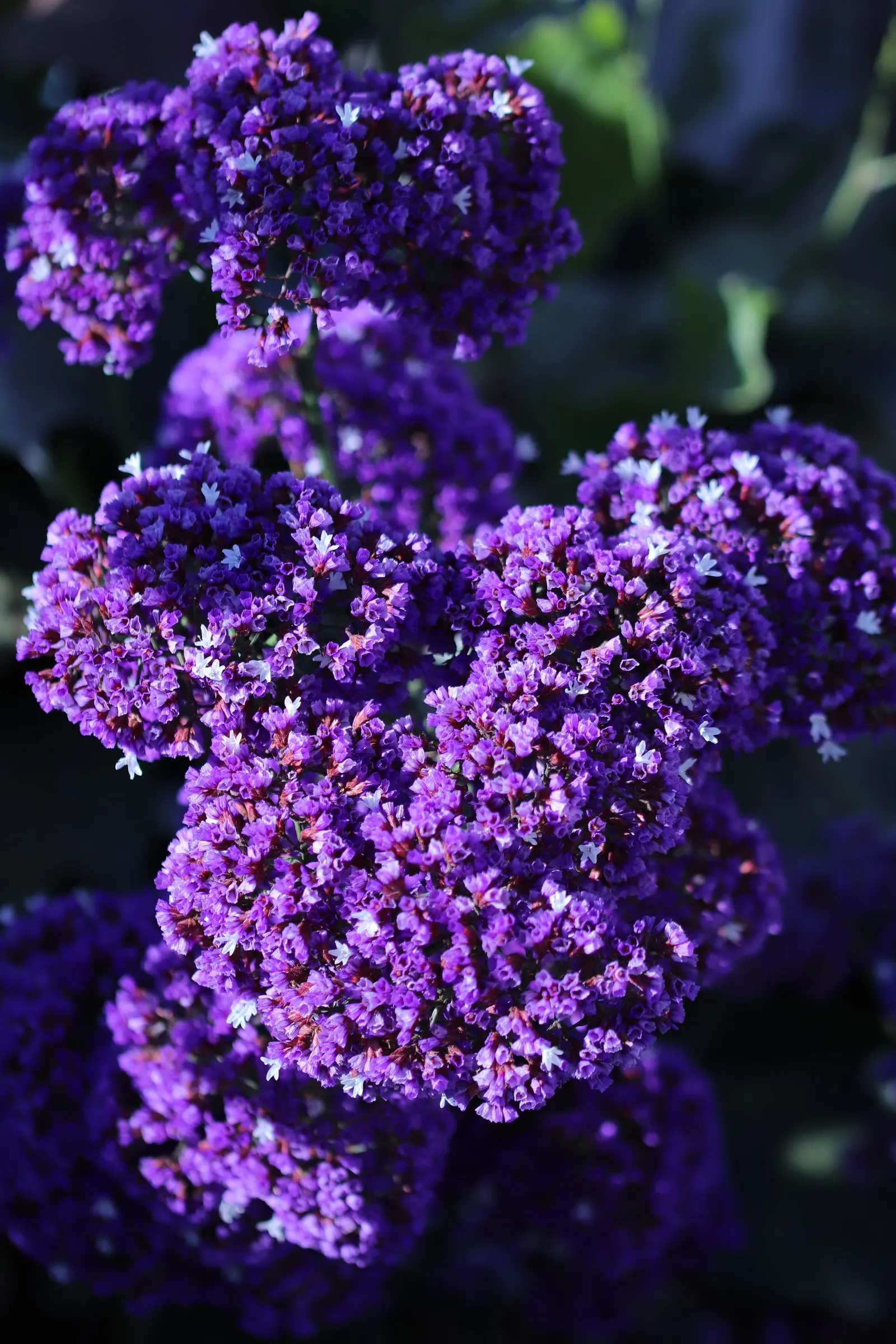 Sea Lavender (Limonium Perezii) — Its low maintenance and long-lasting blooms; its evergreen foliage provides year-round interest