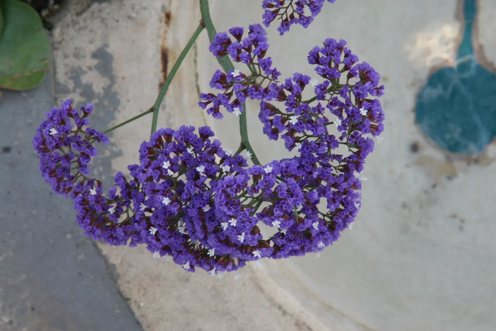 Sea Lavender (Limonium Perezii) — purple flowers in the garden; sea Lavender forms an attractive rosette at the base