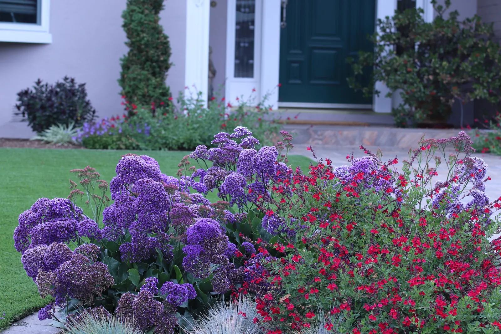 Sea Lavender (Limonium Perezii) — perennial / shrub for full or half