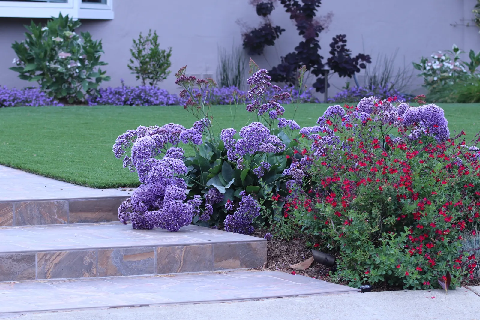 Sea Lavender (Limonium Perezii) — such as bees and butterflies; requiring at least 6 hours of direct light per day, image 95