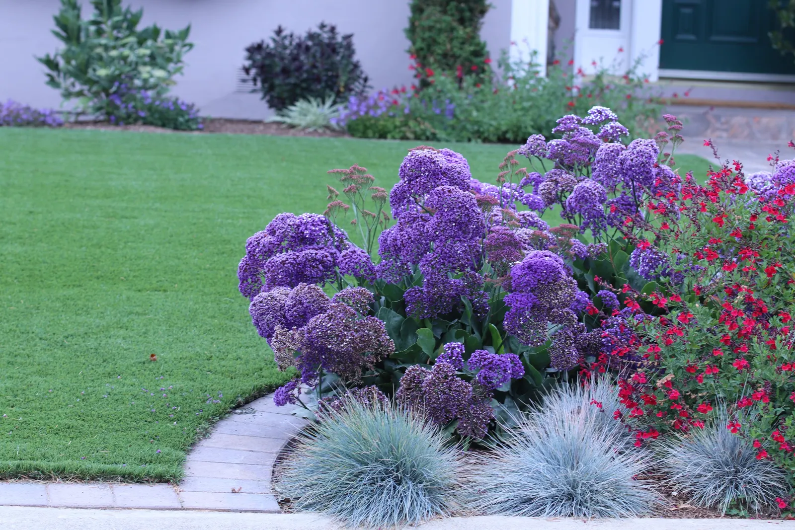 Sea Lavender (Limonium Perezii) — commonly known as Sea Lavender; enhancing the biodiversity of the landscape.<br><br>Adapted to arid environments, image 153