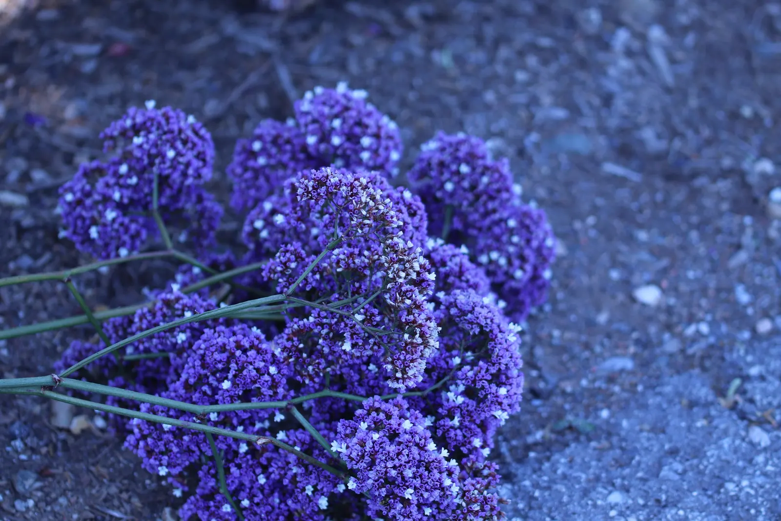 Sea Lavender (Limonium Perezii) — Title: Limonium perezii (Sea Lavender)<br><br>Description:<br><br>Limonium perezii; providing a compact yet full appearance