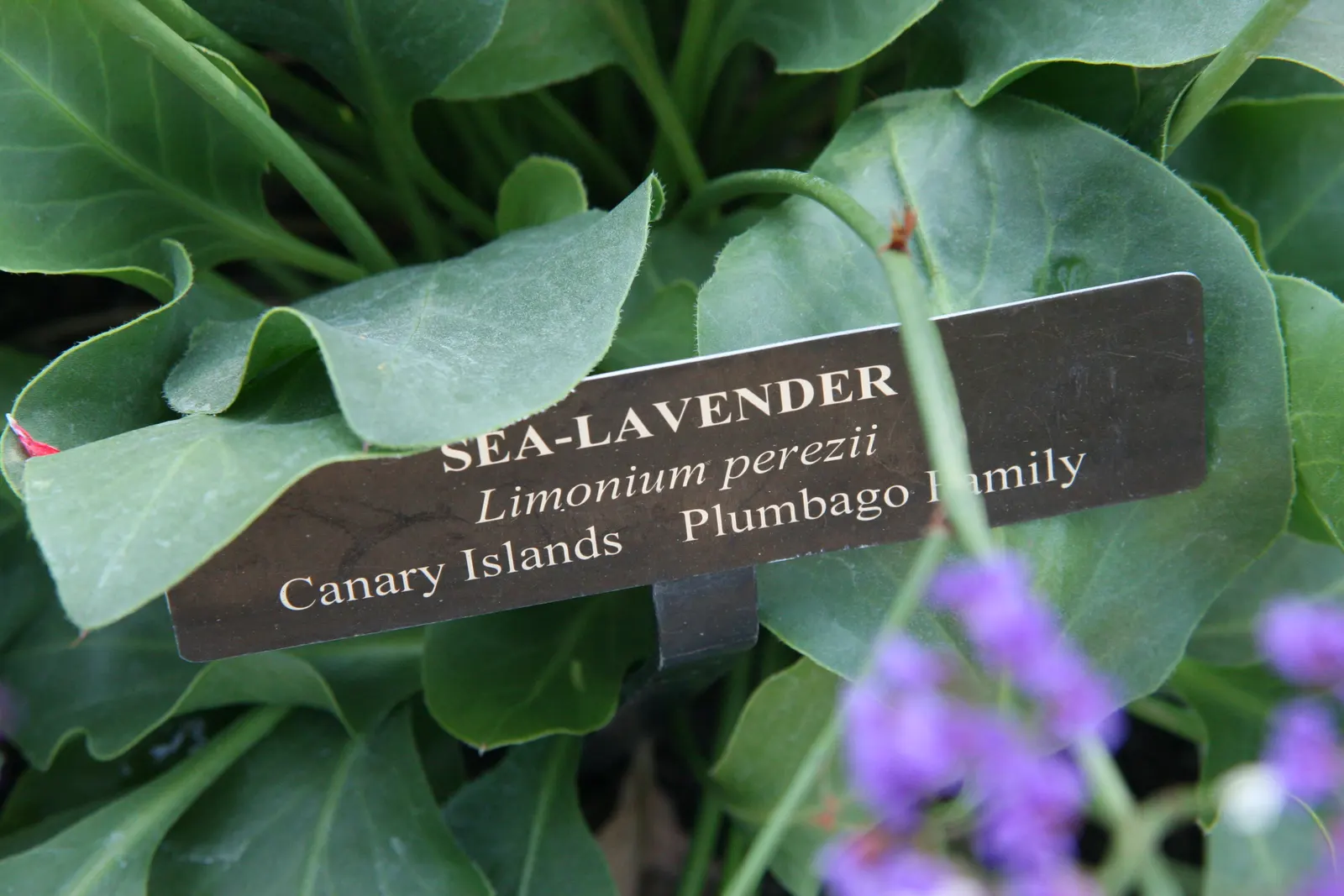 Sea Lavender (Limonium Perezii) — Each stem is crowned by clusters of tiny violet to purple flowers; one notable benefit is its resistance to both deer and