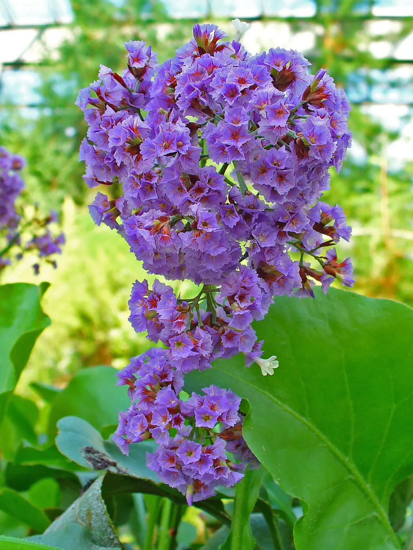 Sea Lavender (Limonium Perezii) — enhancing the biodiversity of the landscape.<br><br>Adapted to arid environments; with blooms most prolific from, image 132