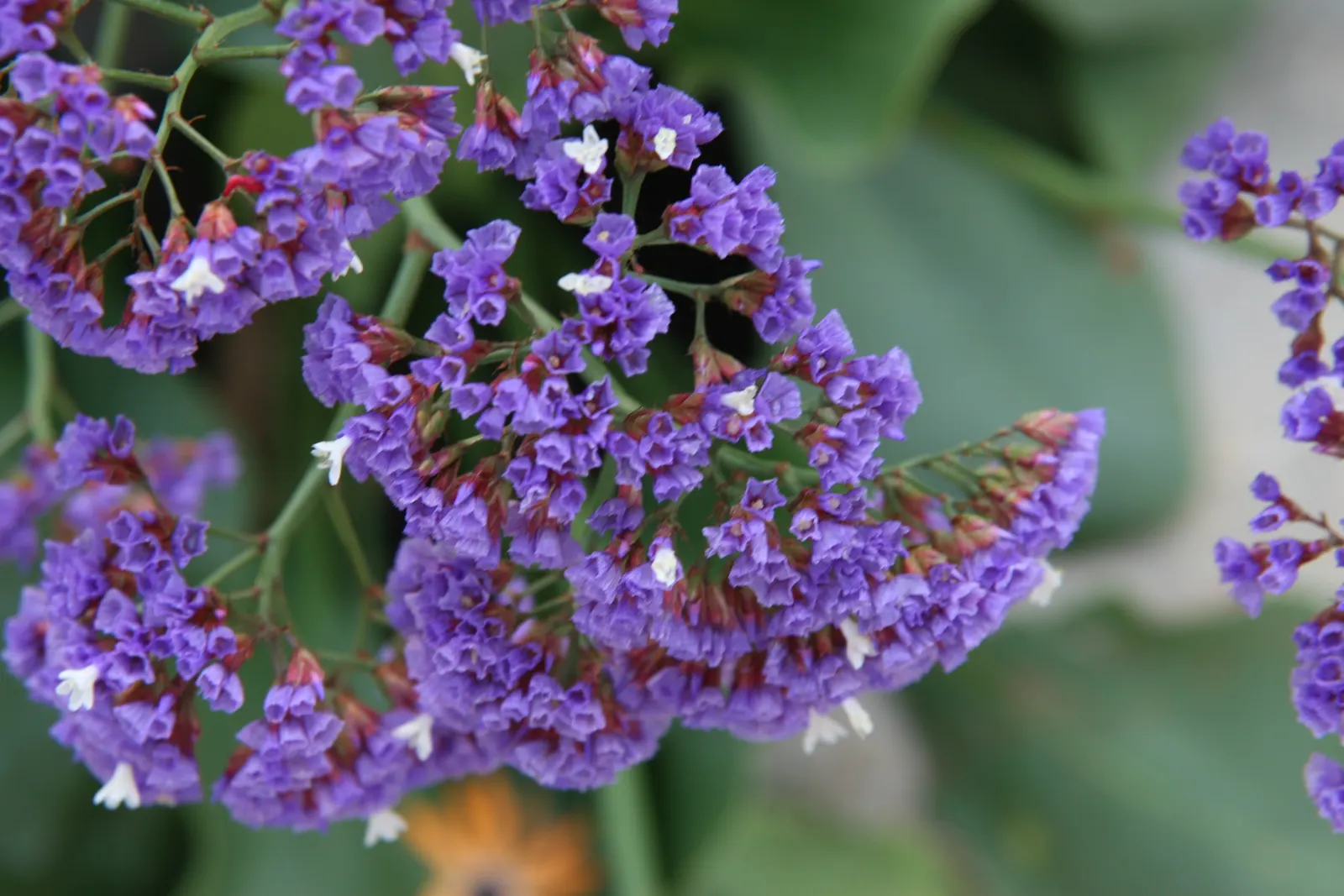 Sea Lavender (Limonium Perezii) — is a robust perennial showcasing clusters of purple flowers atop 18-inch tall stems; thriving in USDA zones 9-11, it requires