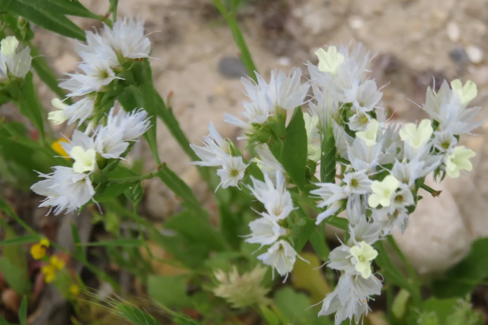 Sea Lavender (Limonium Perezii) — Its evergreen foliage provides year-round interest; spoon-shaped green leaves, image 75