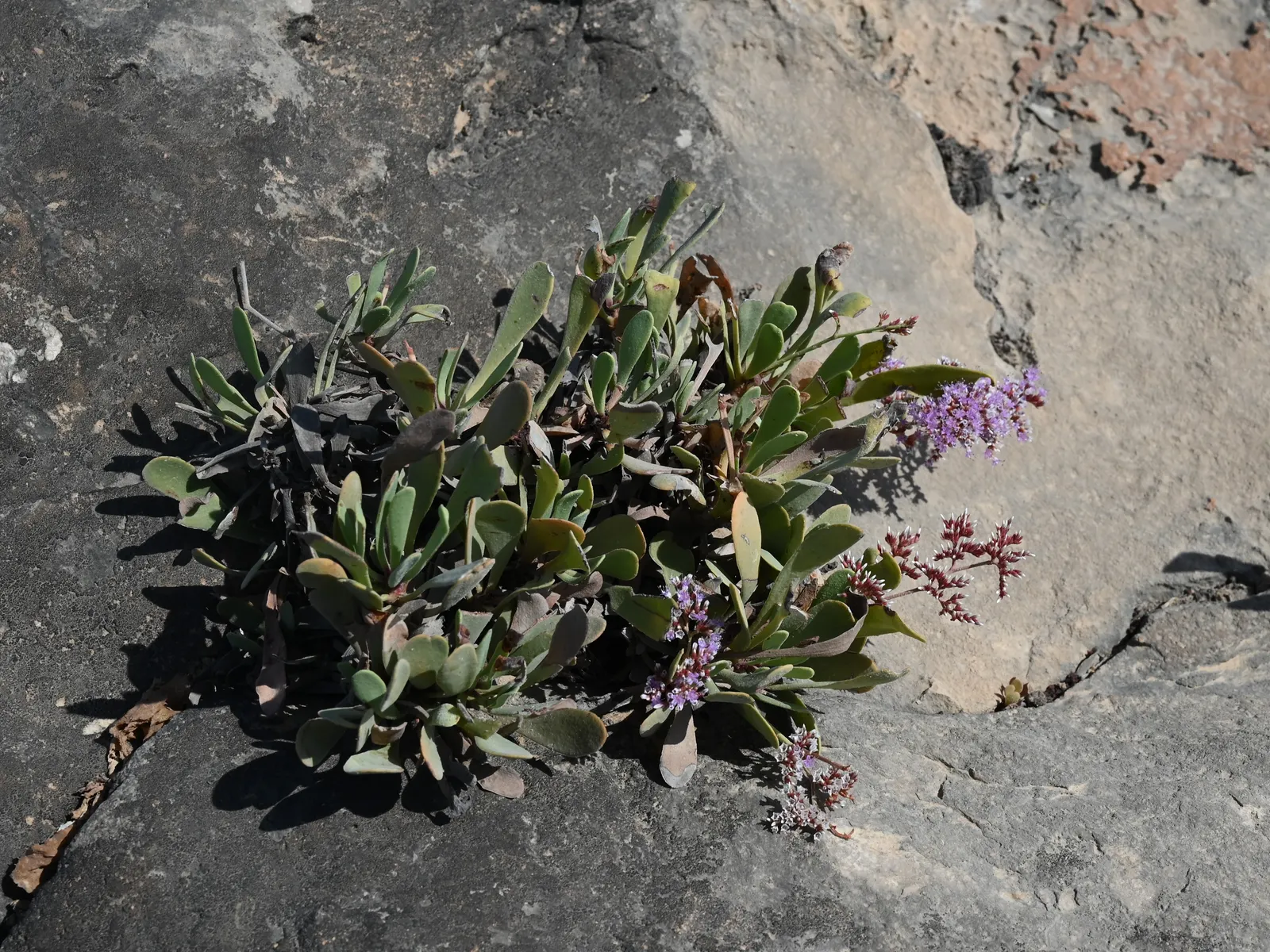 Sea Lavender (Limonium Perezii) — purple flowers in the garden; sea Lavender forms an attractive rosette at the base, image 106
