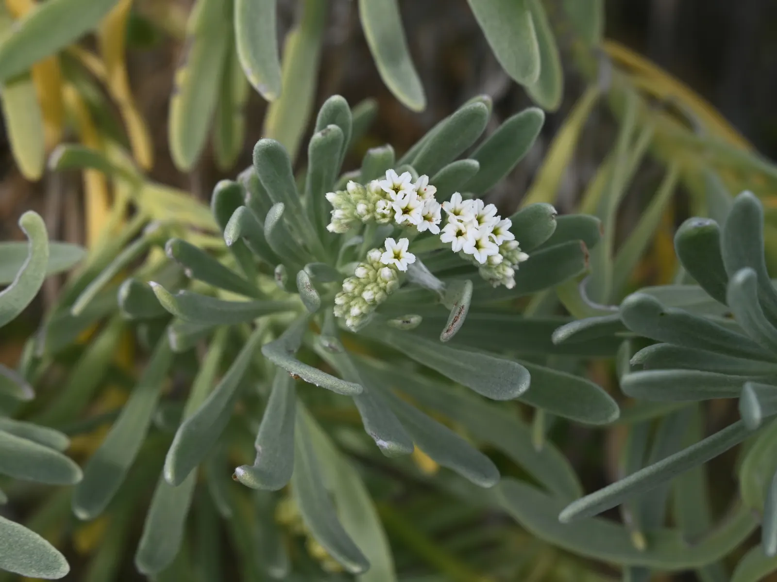 Sea Lavender (Limonium Perezii) — with a similar spread of up to 24 inches; is a robust perennial showcasing clusters of purple flowers atop, image 124
