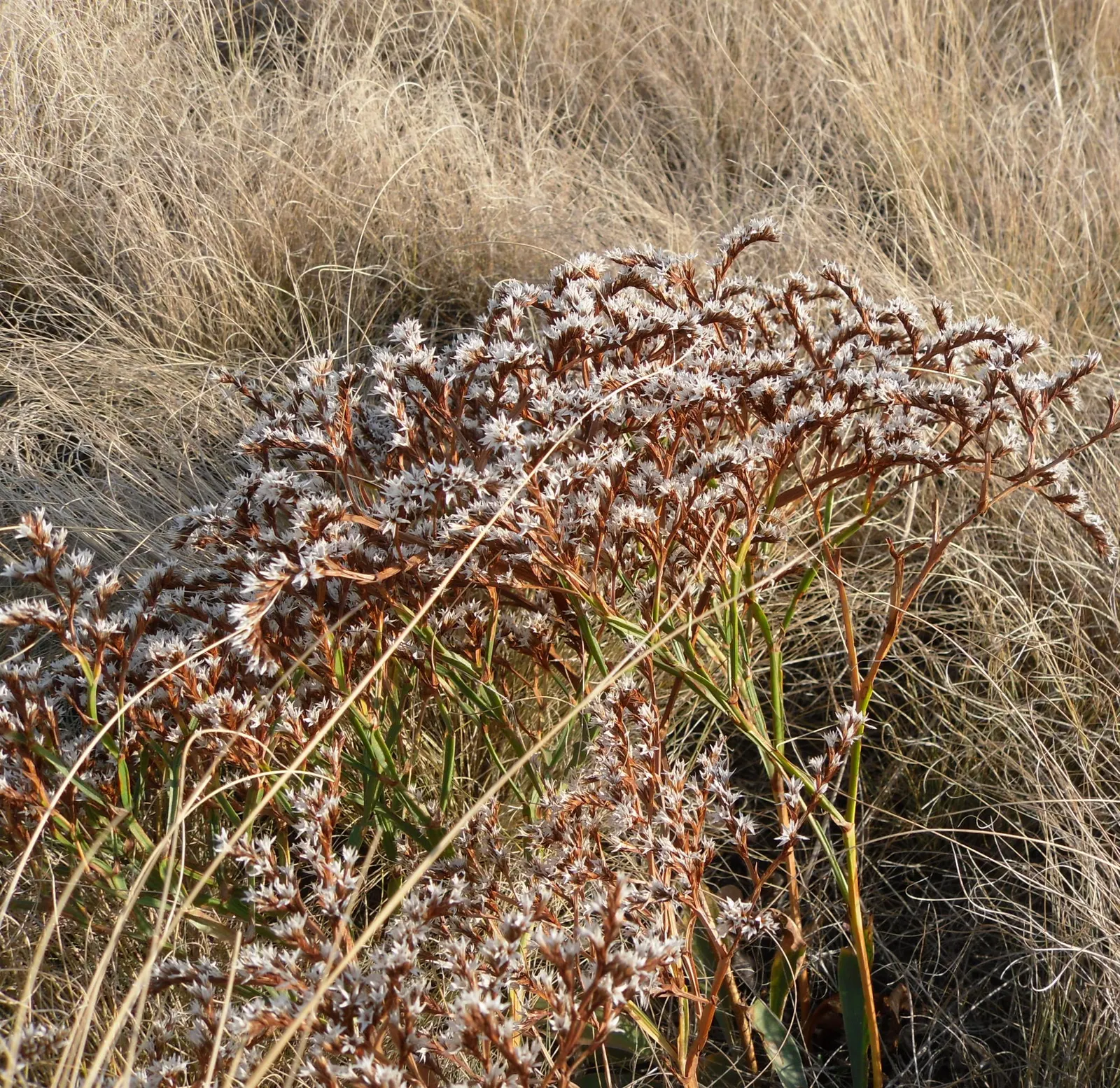 Sea Lavender (Limonium Perezii) — Its evergreen foliage provides year-round interest