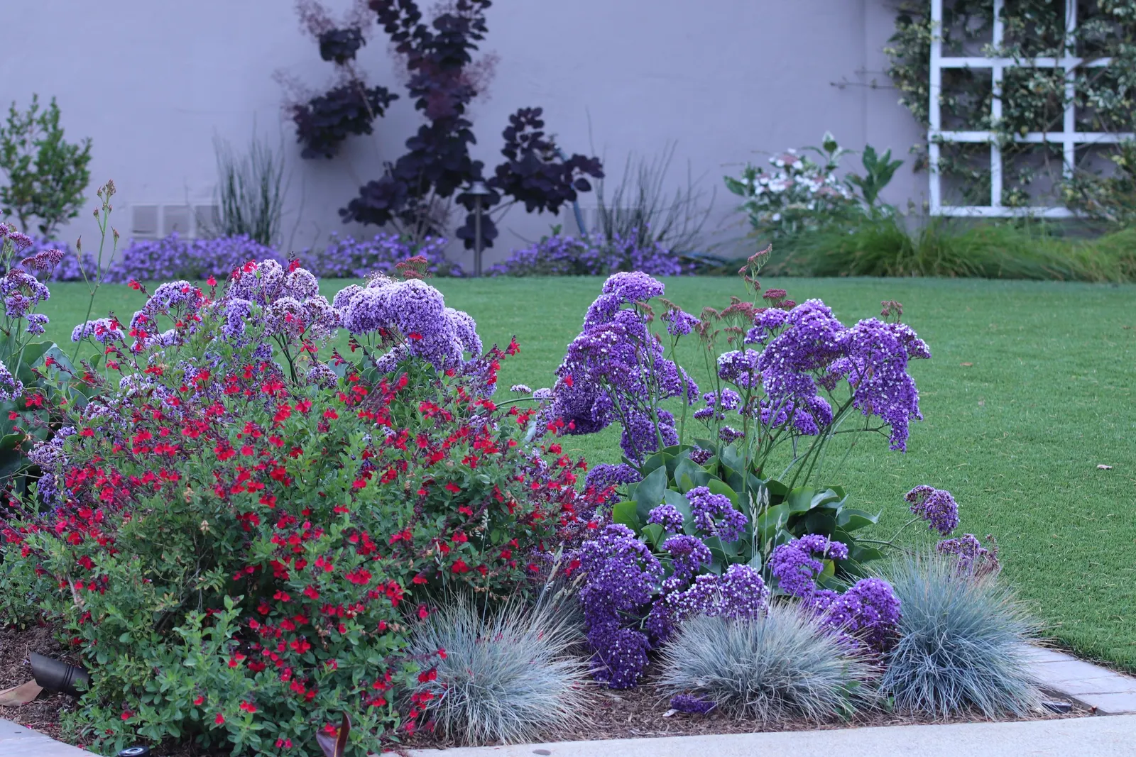 Sea Lavender (Limonium Perezii) — spoon-shaped green leaves; this plant reaches a modest height of about 18 to 24 inches, image 90