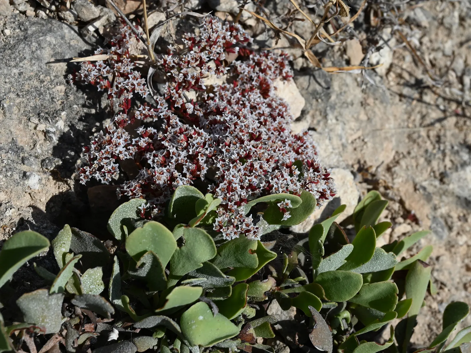 Sea Lavender (Limonium Perezii) — whether as edge plantings; regular watering is recommended until the plant is fully acclimated