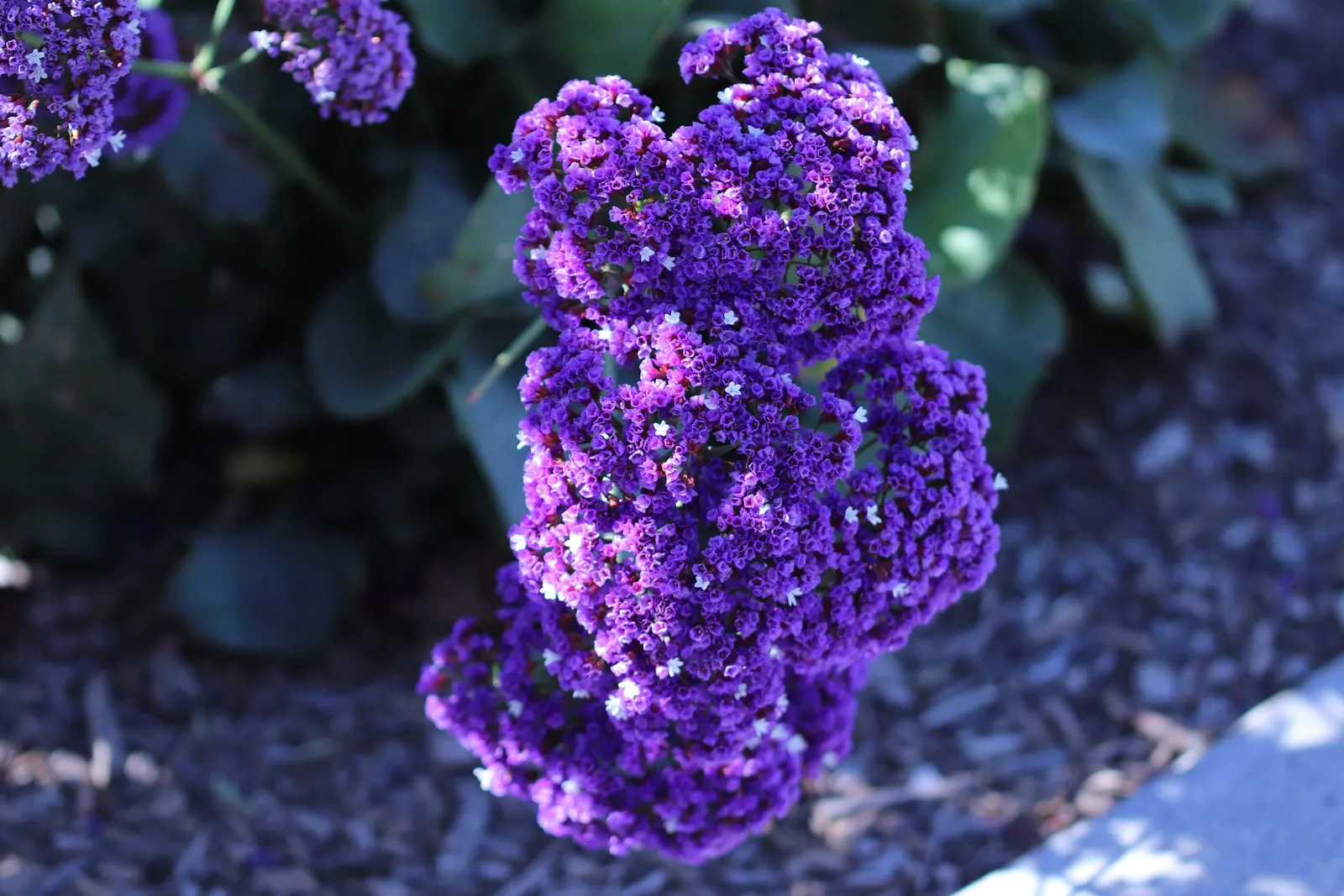 Sea Lavender (Limonium Perezii) — providing a compact yet full appearance in your garden.<br><br>Featuring leathery; title: Limonium perezii (Sea, image 125