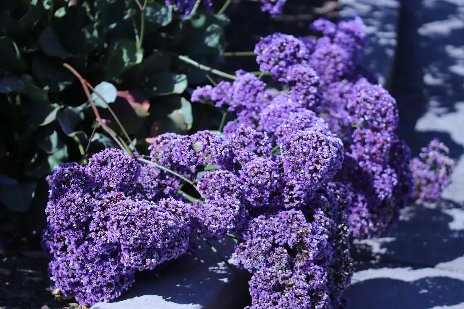 Sea Lavender (Limonium Perezii) — perennial / shrub for full or half; it's a splendid choice for gardeners seeking long-lasting, low-maintenance