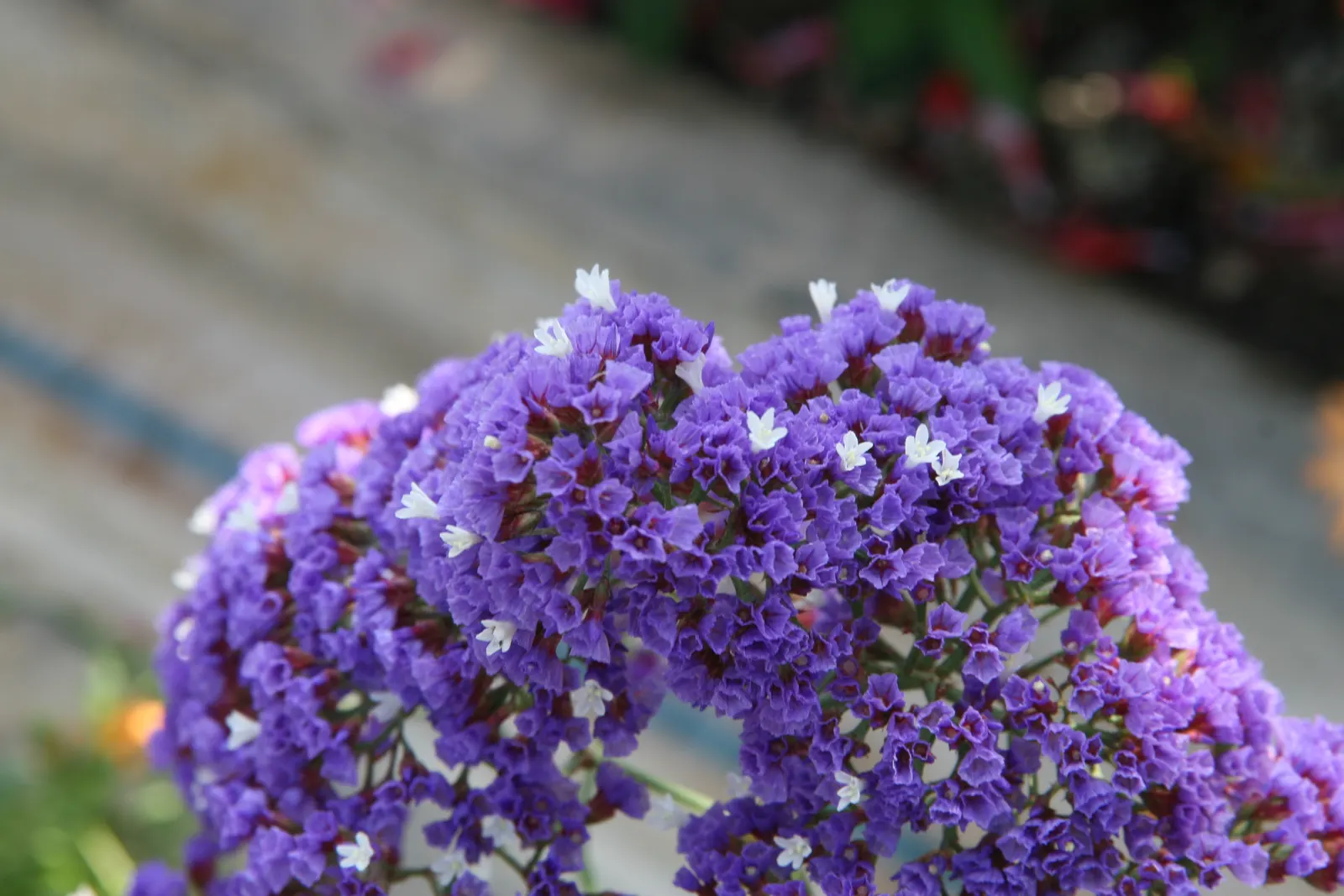 Sea Lavender (Limonium Perezii) — spoon-shaped green leaves; this plant reaches a modest height of about 18 to 24 inches, image 126