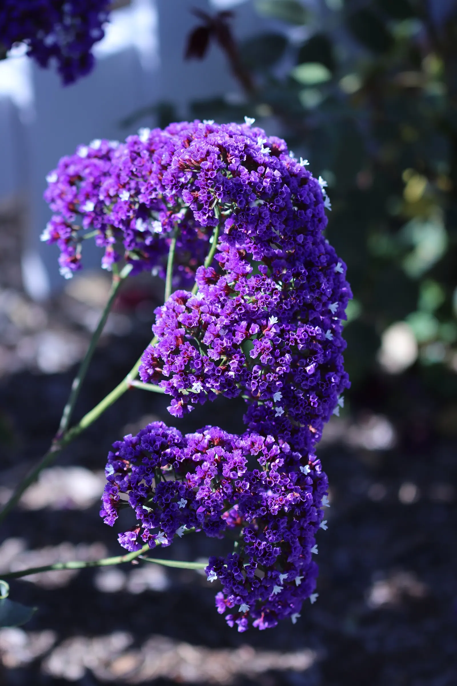 Sea Lavender (Limonium Perezii) — is a robust and versatile perennial; or as part of a drought-tolerant scheme, image 82