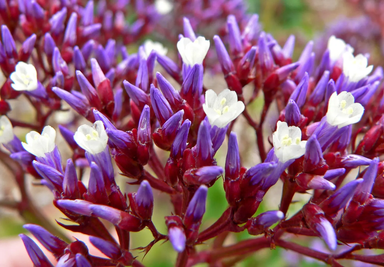Sea Lavender (Limonium Perezii) — and can withstand drought conditions once established; perennial / shrub with purple blooms