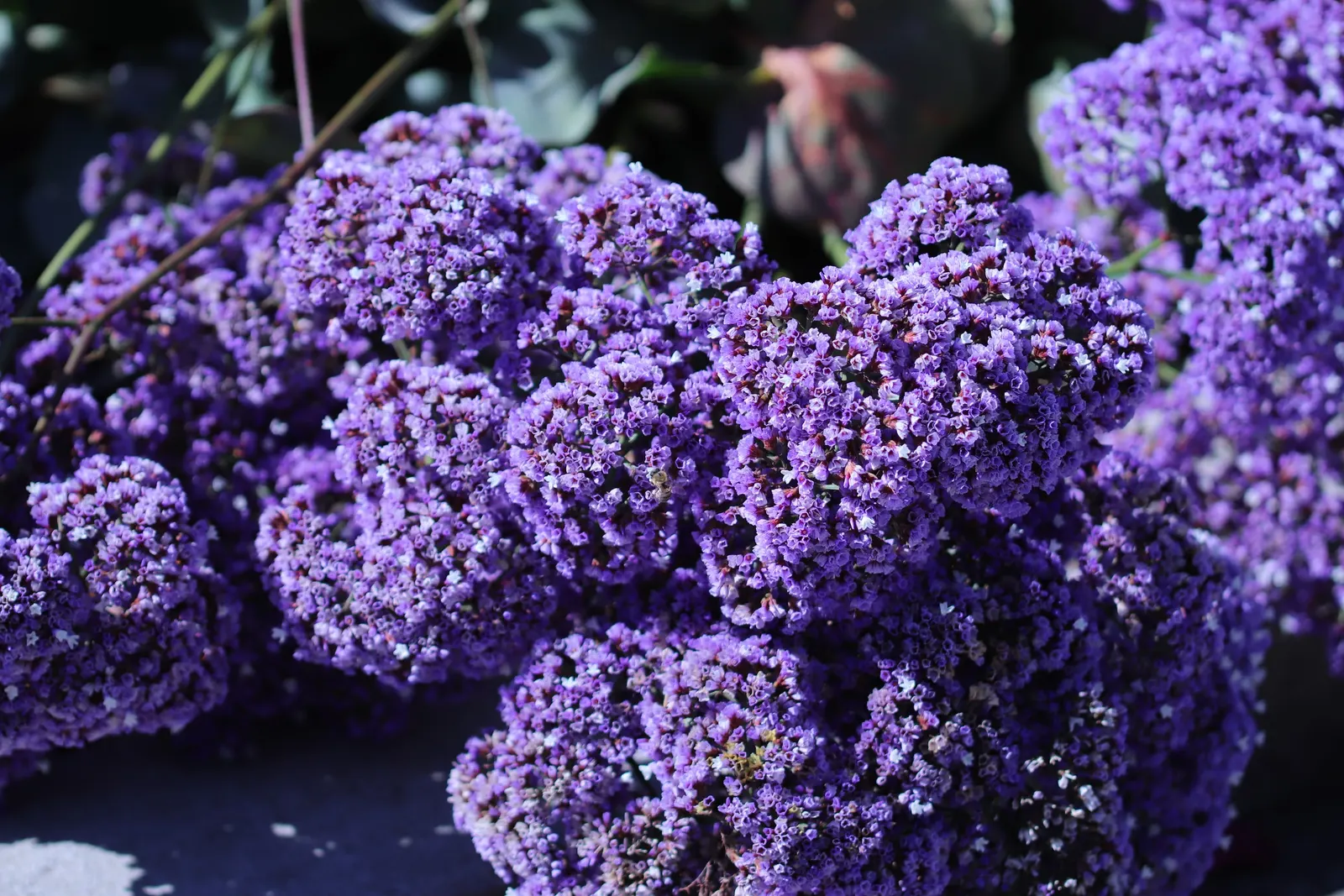 Sea Lavender (Limonium Perezii) — Tolerant of salt and drought, it's ideal for coastal landscapes; ensures a burst of color with minimal upkeep