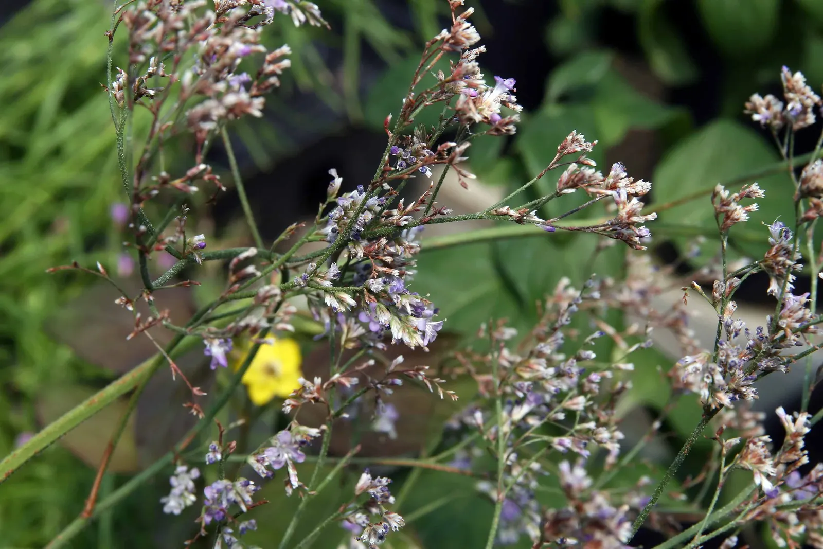 Sea Lavender (Limonium Perezii) — Each stem is crowned by clusters of tiny violet to purple flowers; one notable benefit is its resistance to both, image 128