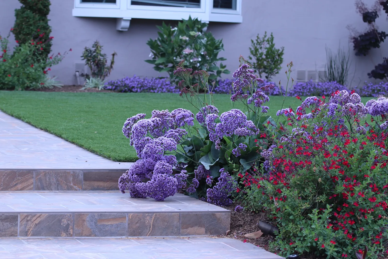 Sea Lavender (Limonium Perezii) — and can withstand drought conditions once established; perennial / shrub with purple blooms, image 134