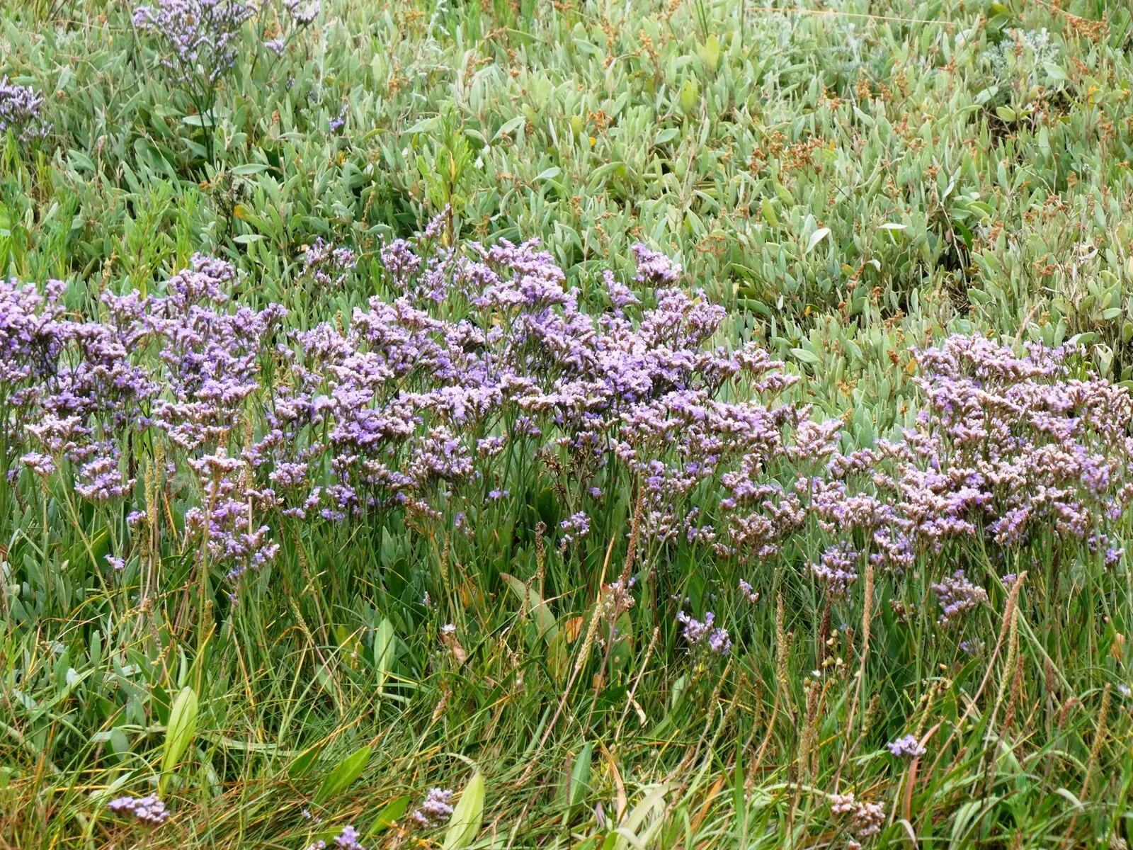 Sea Lavender (Limonium Perezii) — Thriving in USDA zones 9-11, it requires full sun and well-drained soil