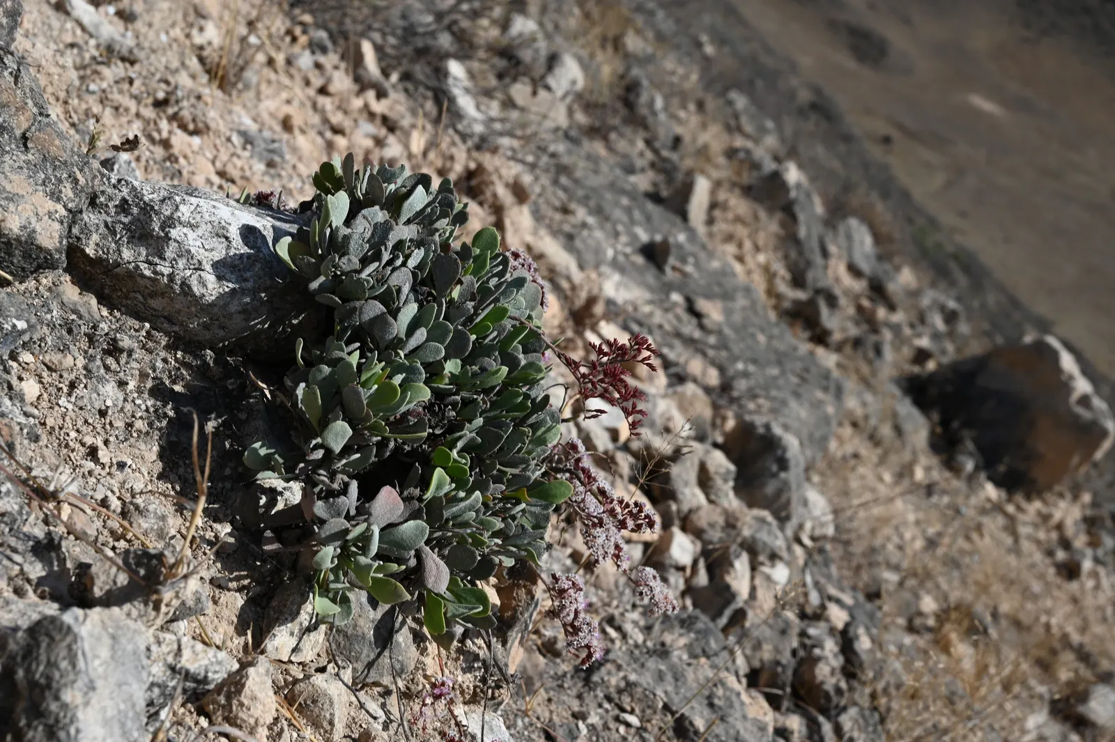 Sea Lavender (Limonium Perezii) — enhancing the biodiversity of the landscape.<br><br>Adapted to arid environments; with blooms most prolific from, image 96