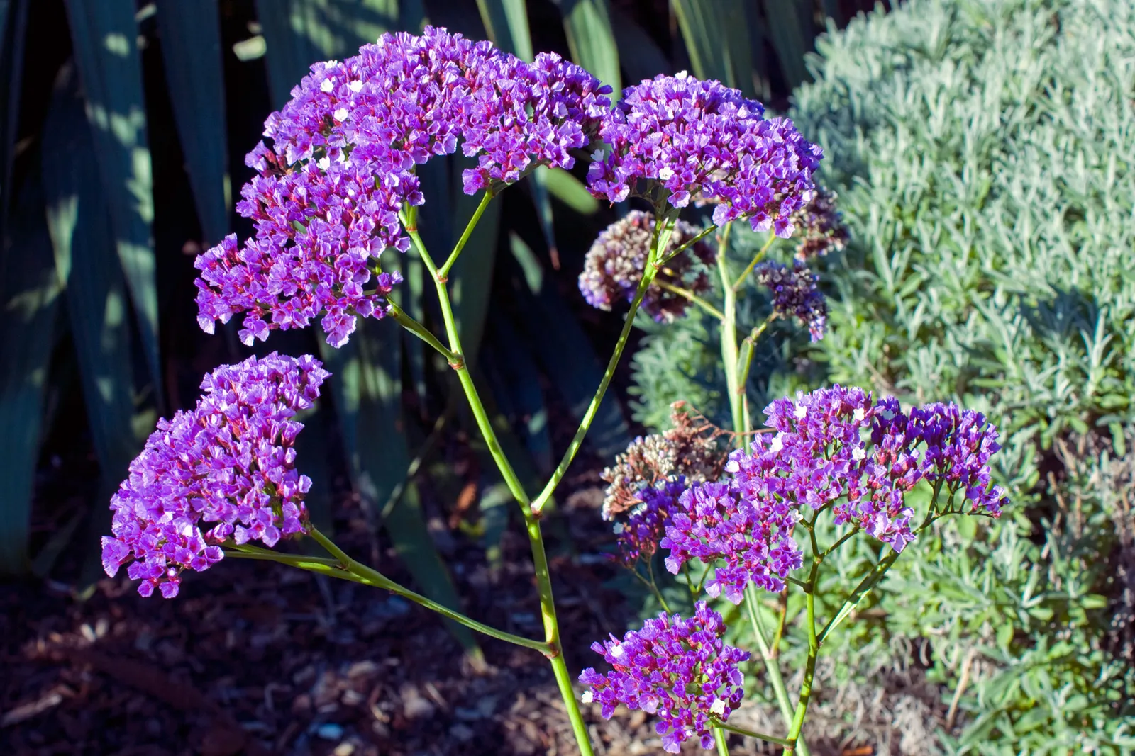Sea Lavender (Limonium Perezii) — Native to the Canary Islands; commonly known as Sea Lavender, image 120