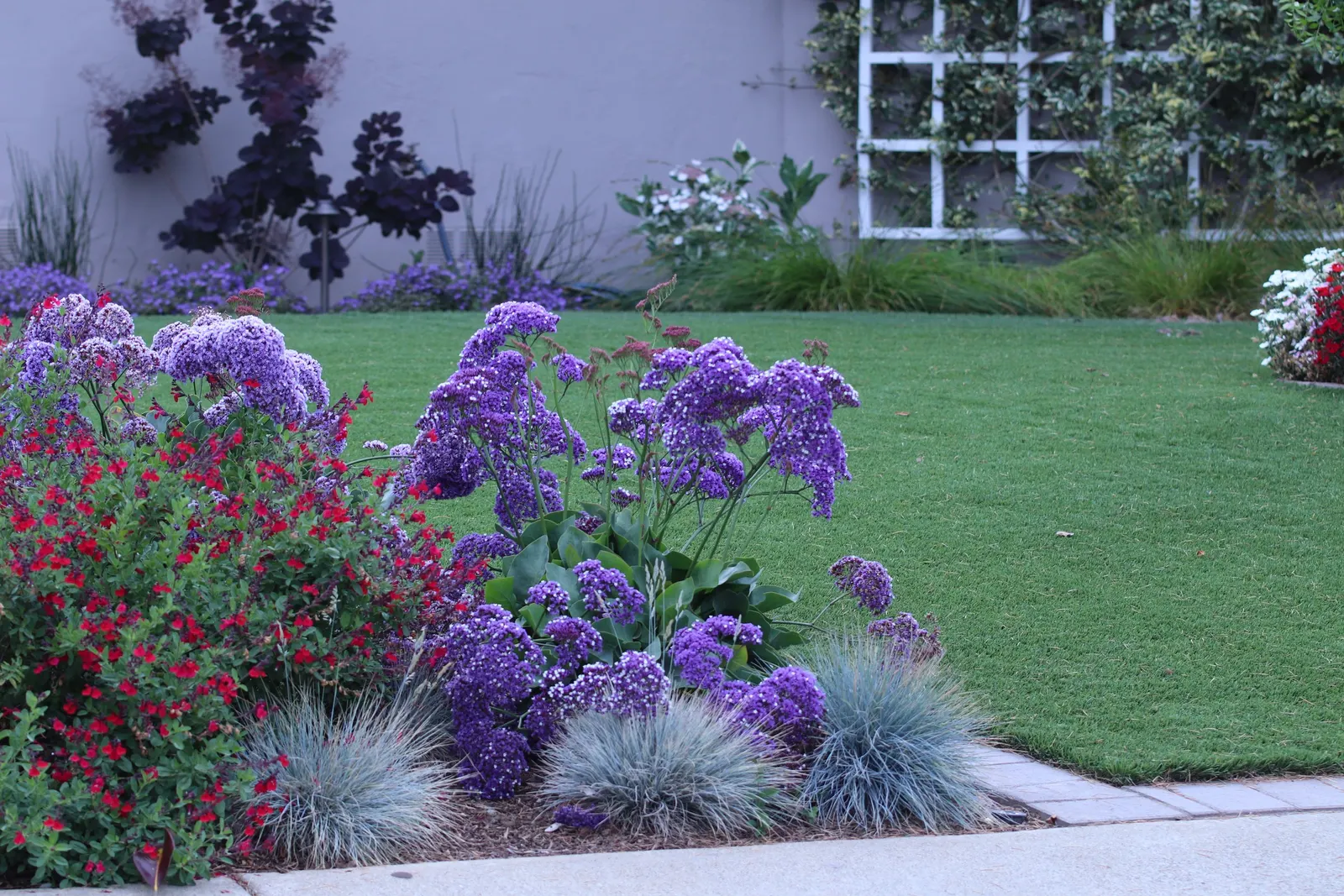 Sea Lavender (Limonium Perezii) — Its evergreen foliage provides year-round interest; spoon-shaped green leaves