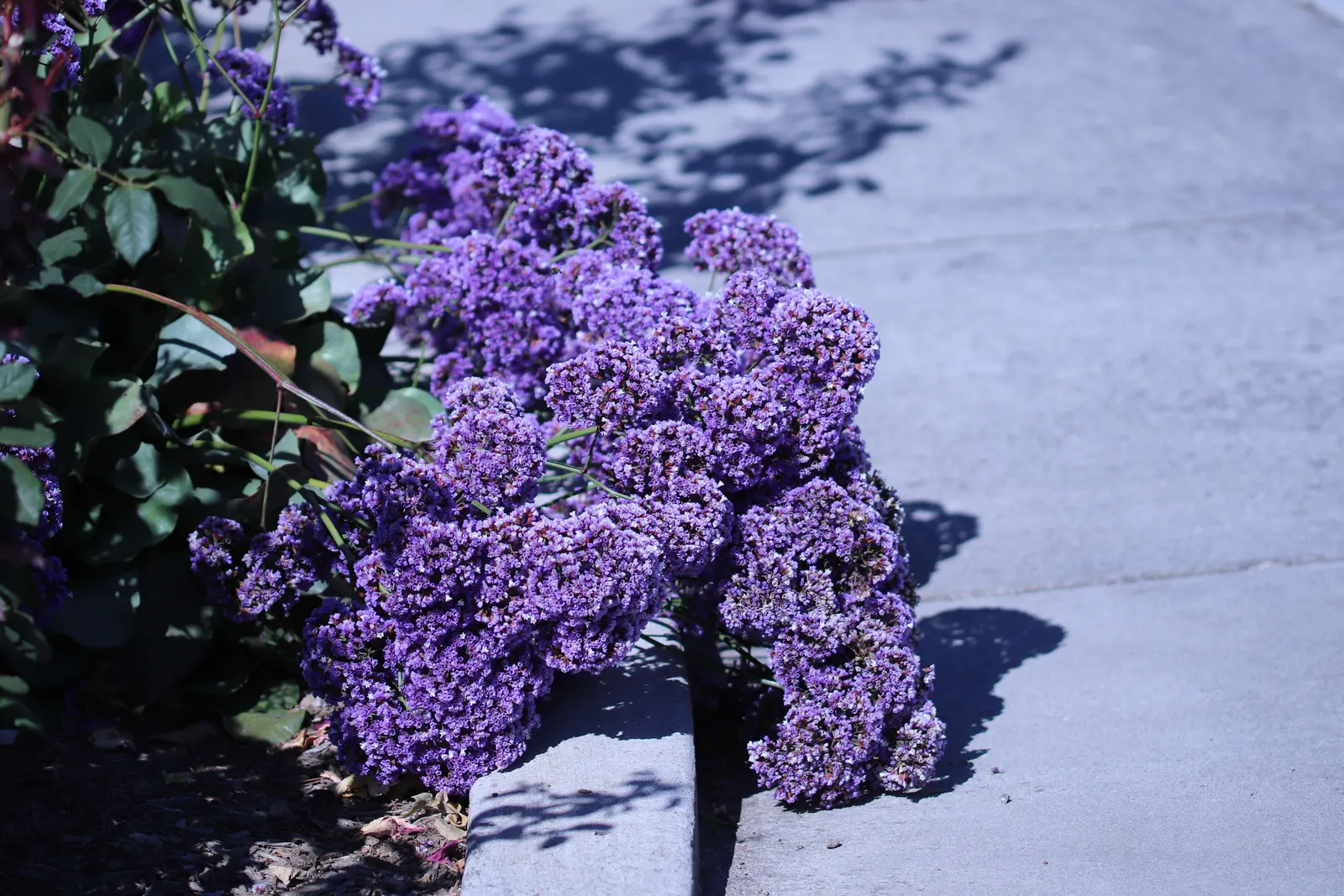 Sea Lavender (Limonium Perezii) — Thriving in USDA zones 9-11, it requires full sun and well-drained soil; limonium perezii requires well-draining, image 76