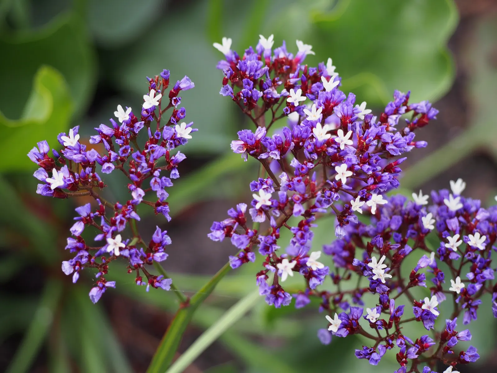 Sea Lavender (Limonium Perezii) — ensures a burst of color with minimal upkeep; tolerant of salt and drought, it's ideal for coastal landscapes, image 104