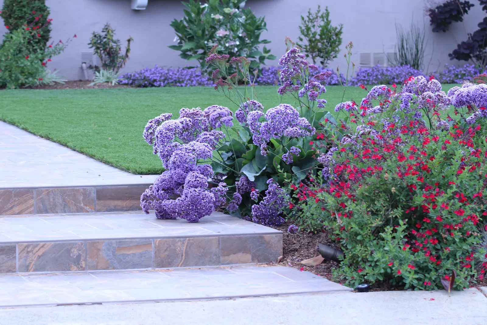 Sea Lavender (Limonium Perezii) — It's a splendid choice for gardeners seeking long-lasting, low-maintenance beauty.<br><br>(Word count: 210), image 141