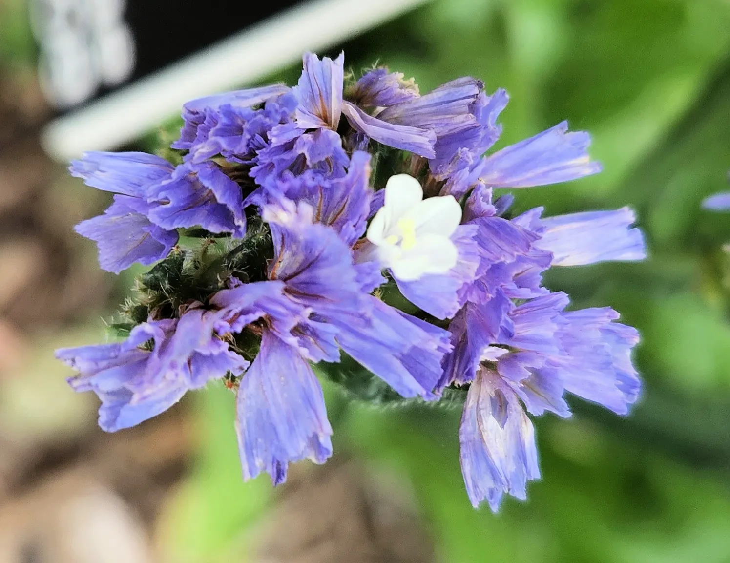Sea Lavender (Limonium Perezii) — or as part of a drought-tolerant scheme; purple flowers in the garden