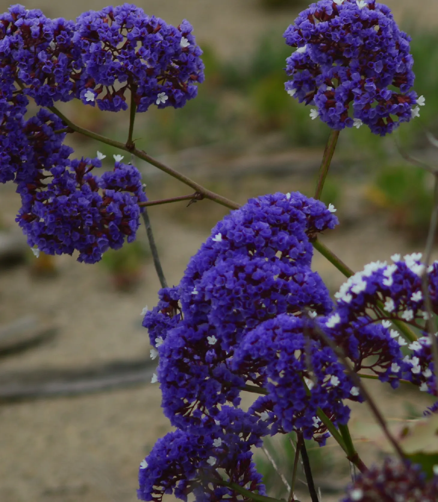 Sea Lavender (Limonium Perezii) — prized for its striking blooms and resilience in coastal conditions; with a spread of 2-3 feet, image 83