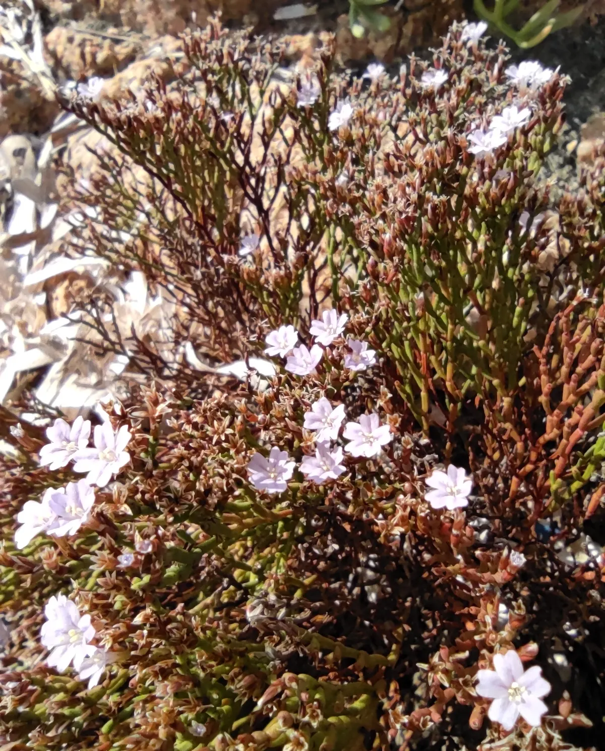 Sea Lavender (Limonium Perezii) — Tolerant of salt and drought, it's ideal for coastal landscapes